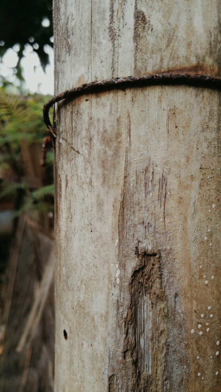Bambu