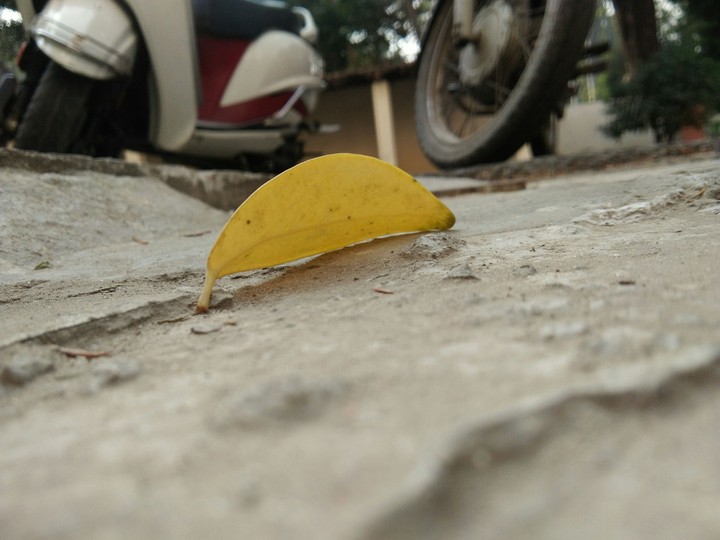 fallen leafs