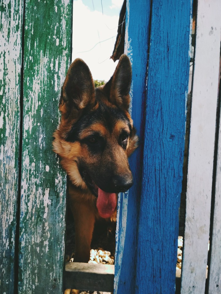 my dog ❤️