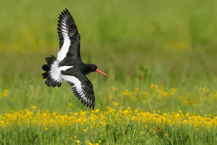 oiseaux...