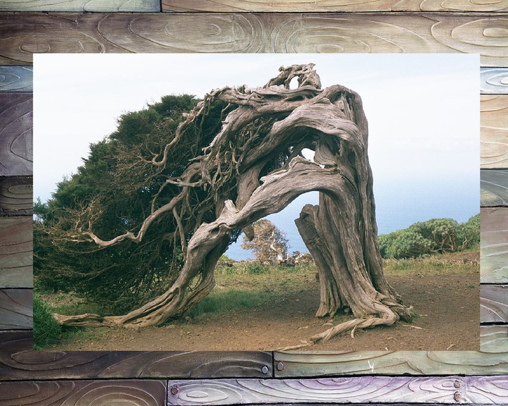 old tree