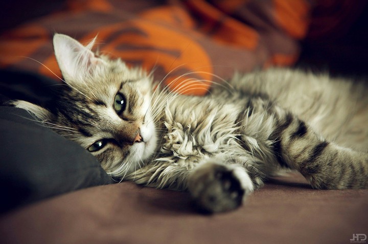 Kitten