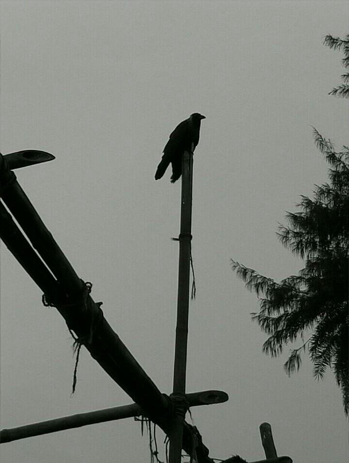 crow