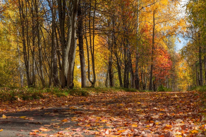 autumn
