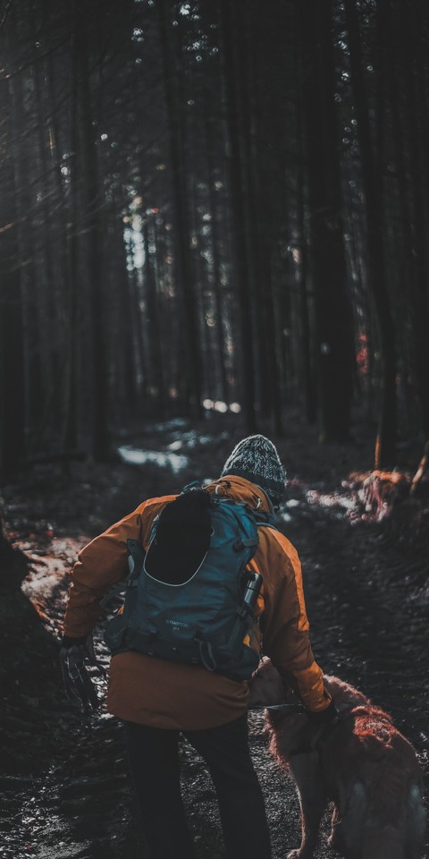 sfondi forest, Hiking