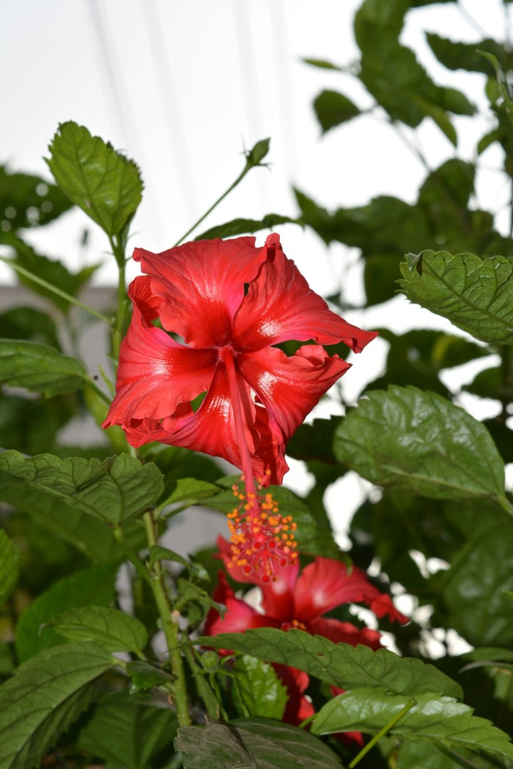 the bright red symphony