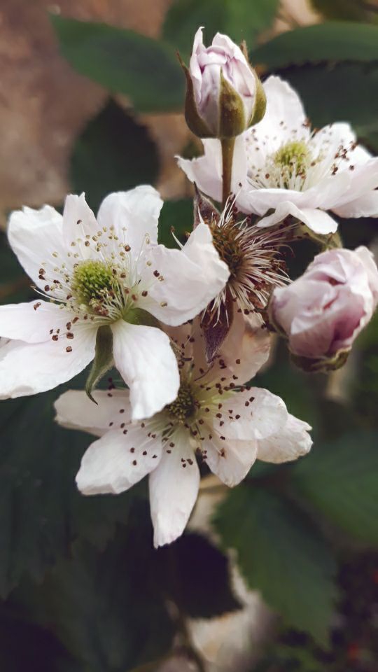 fleure