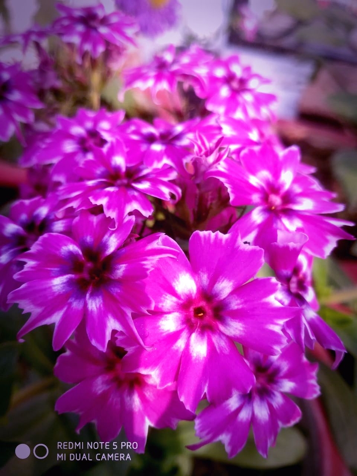 pink beauty