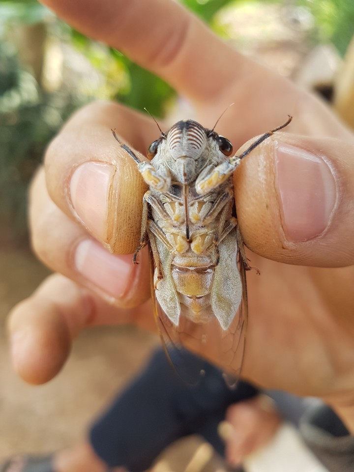 ve sầu