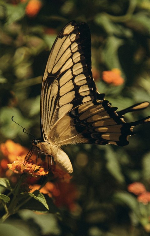 fondos de pantalla lepidoptera, insect