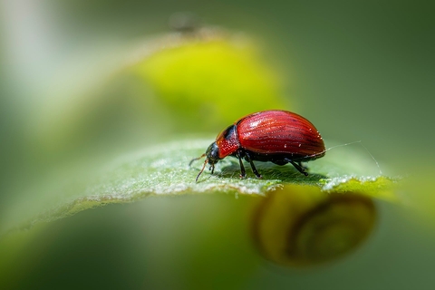 шпалери red, insect