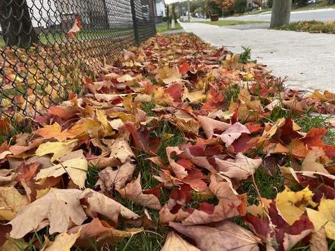 Fall