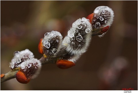 catkin after the rain