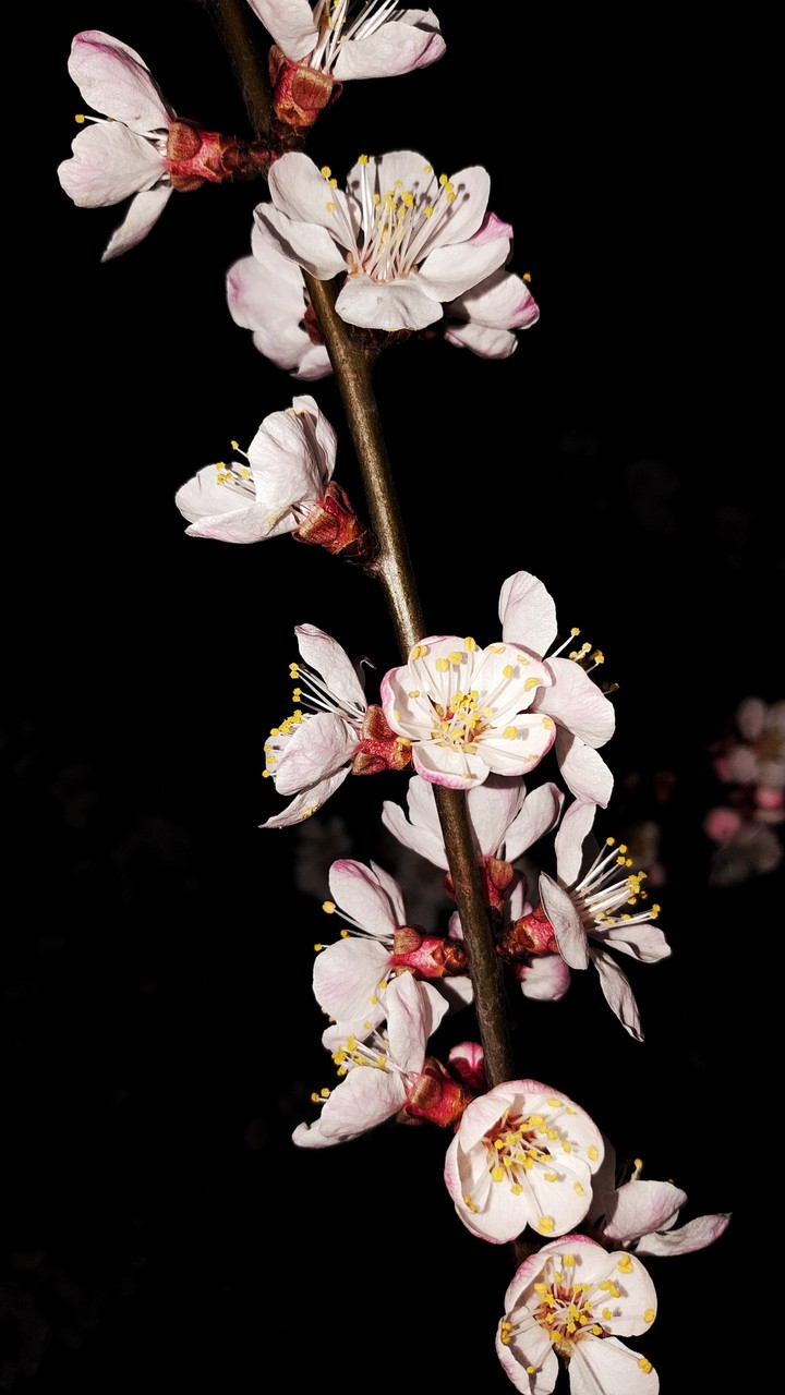 flowers in the darkness