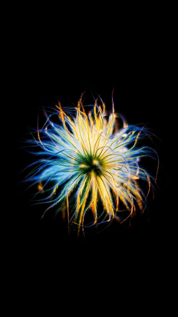 light flower
