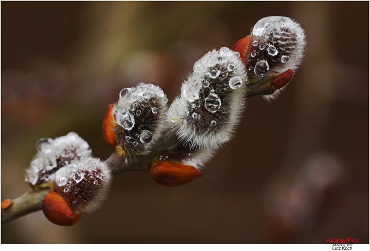 catkin after the rain