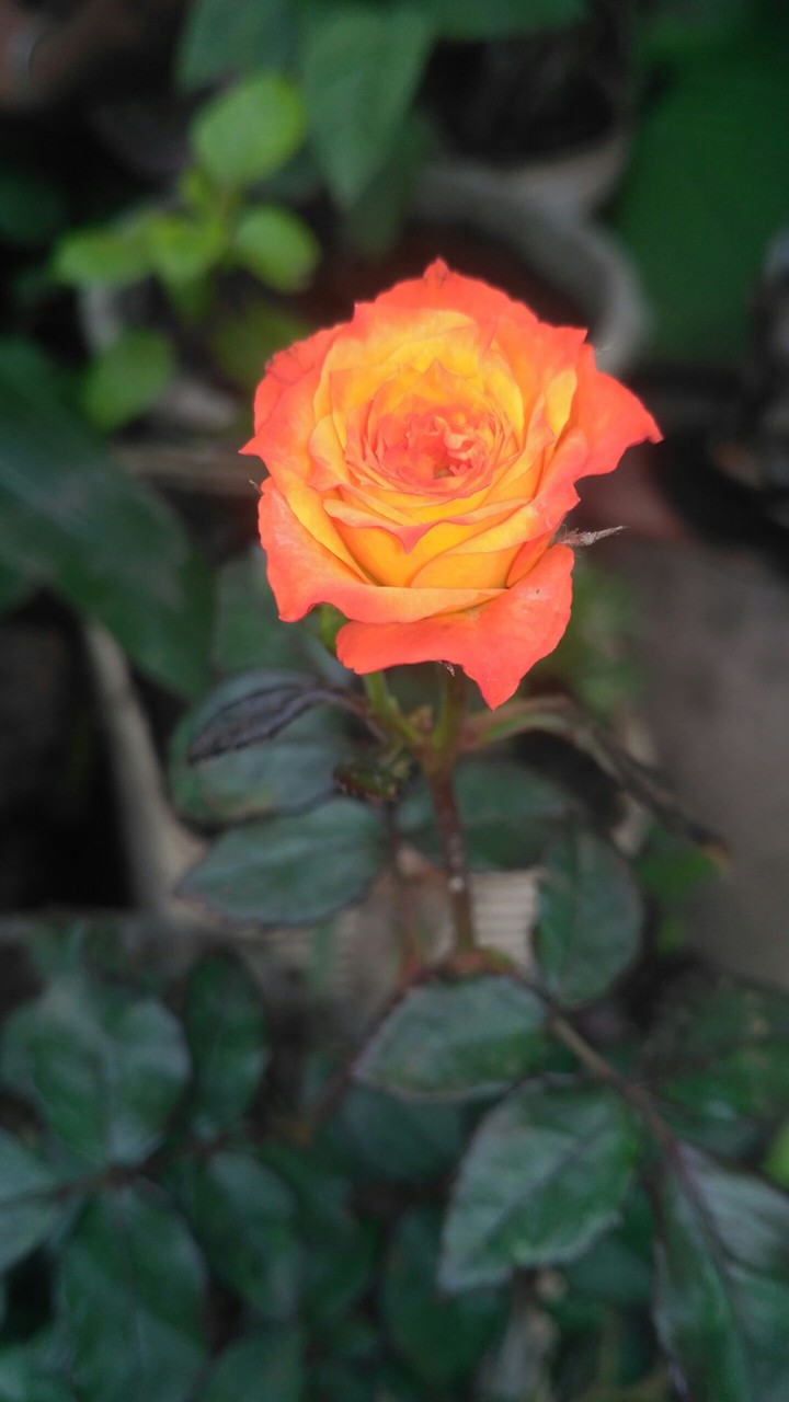 Rose in my Garden