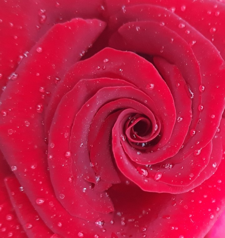 rose