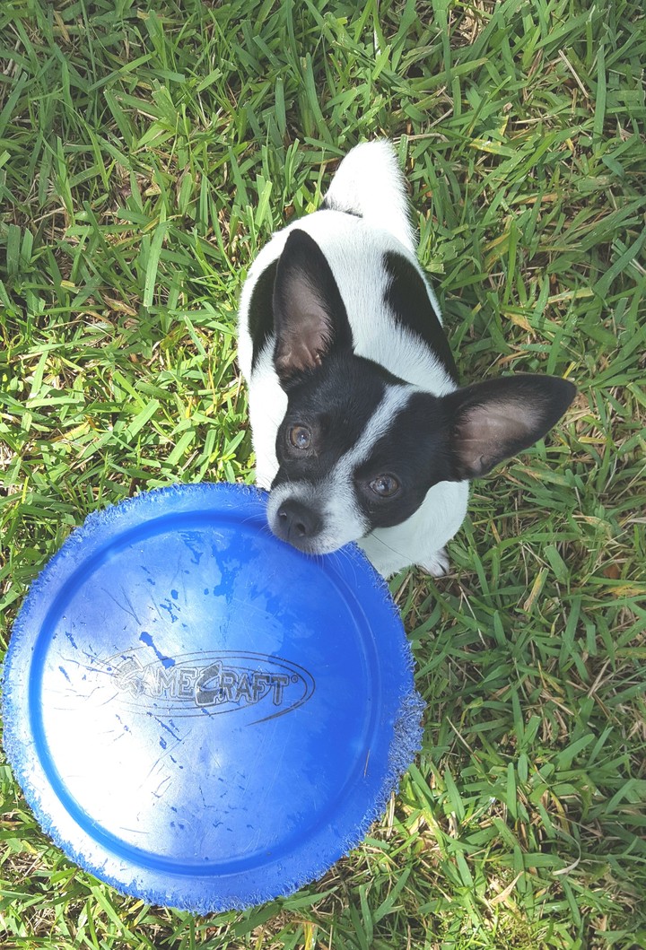 Frisbee Dog