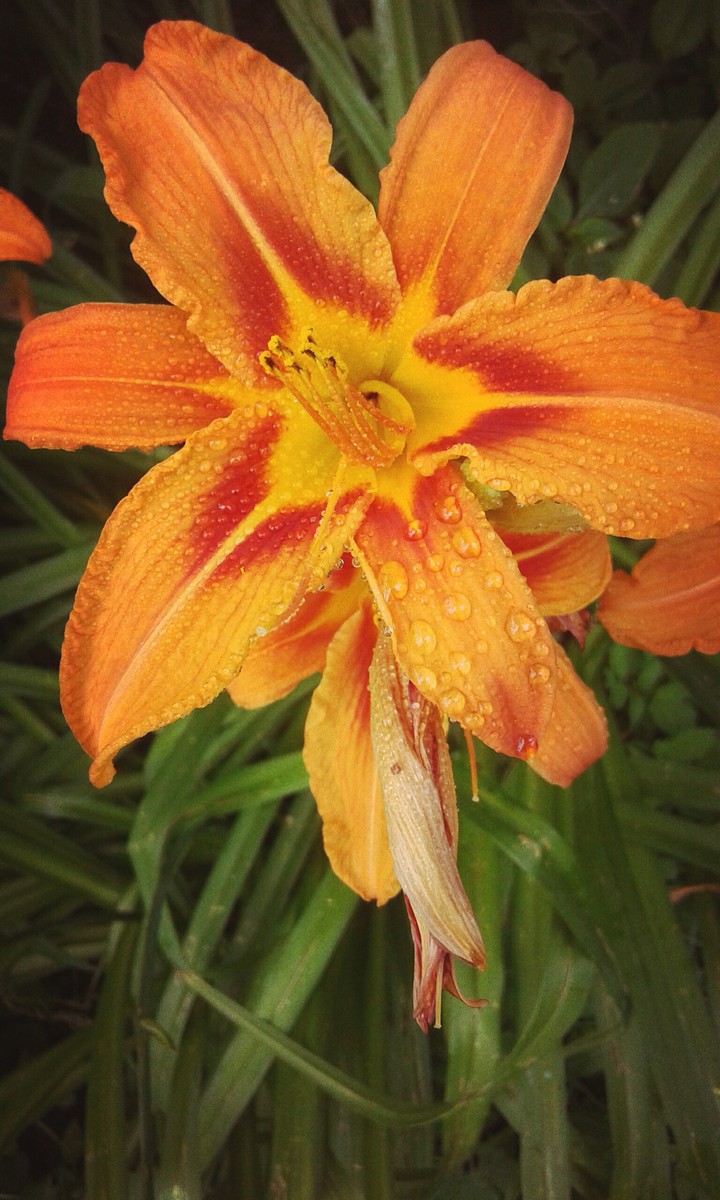 Beautiful Flower