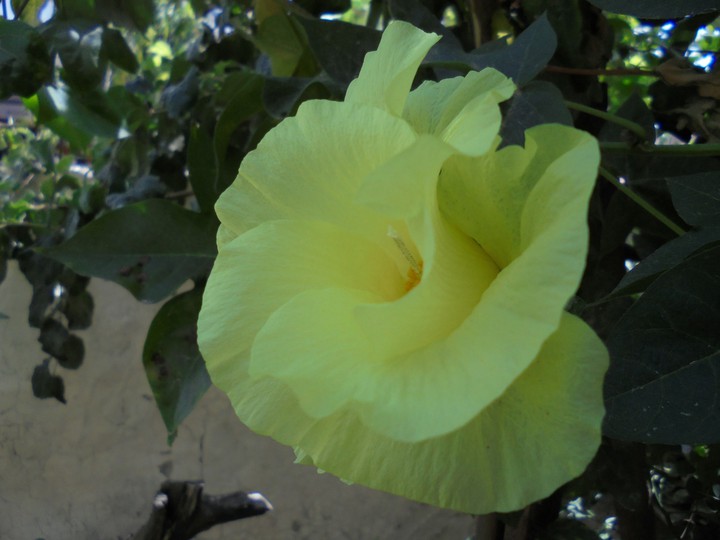 Cotton Flower
