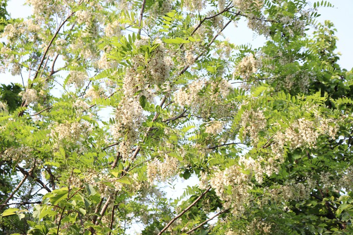 숲