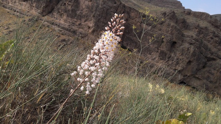 muntain flower
