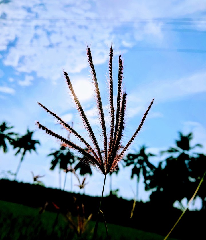 Nature