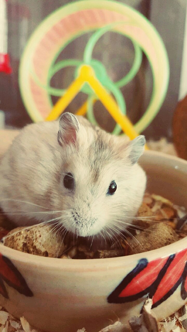 이른아침 햄쮜