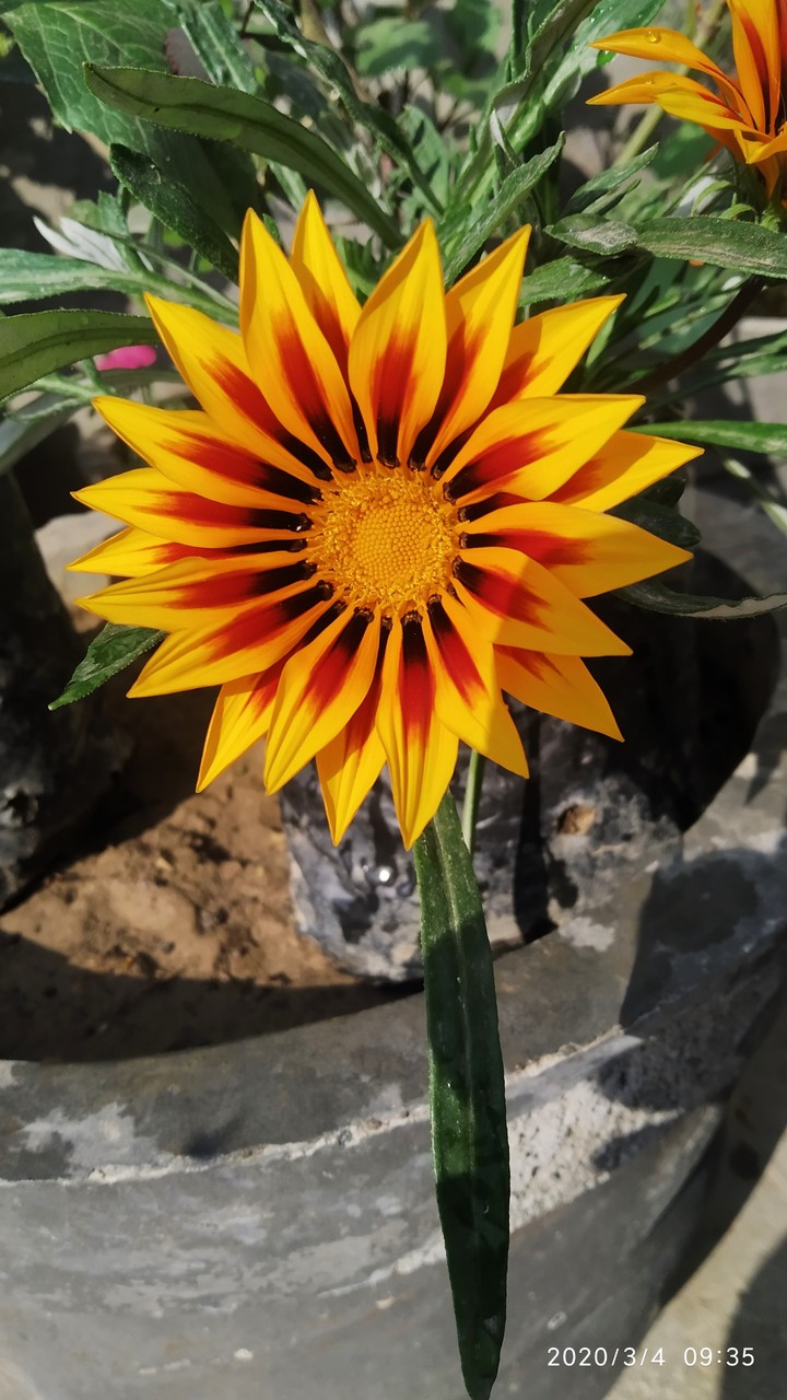 gazenia flower