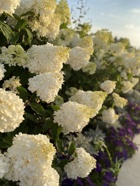 тапети flower, grass