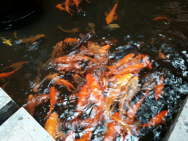 fish