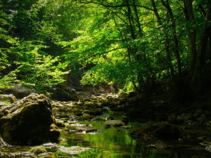 forest