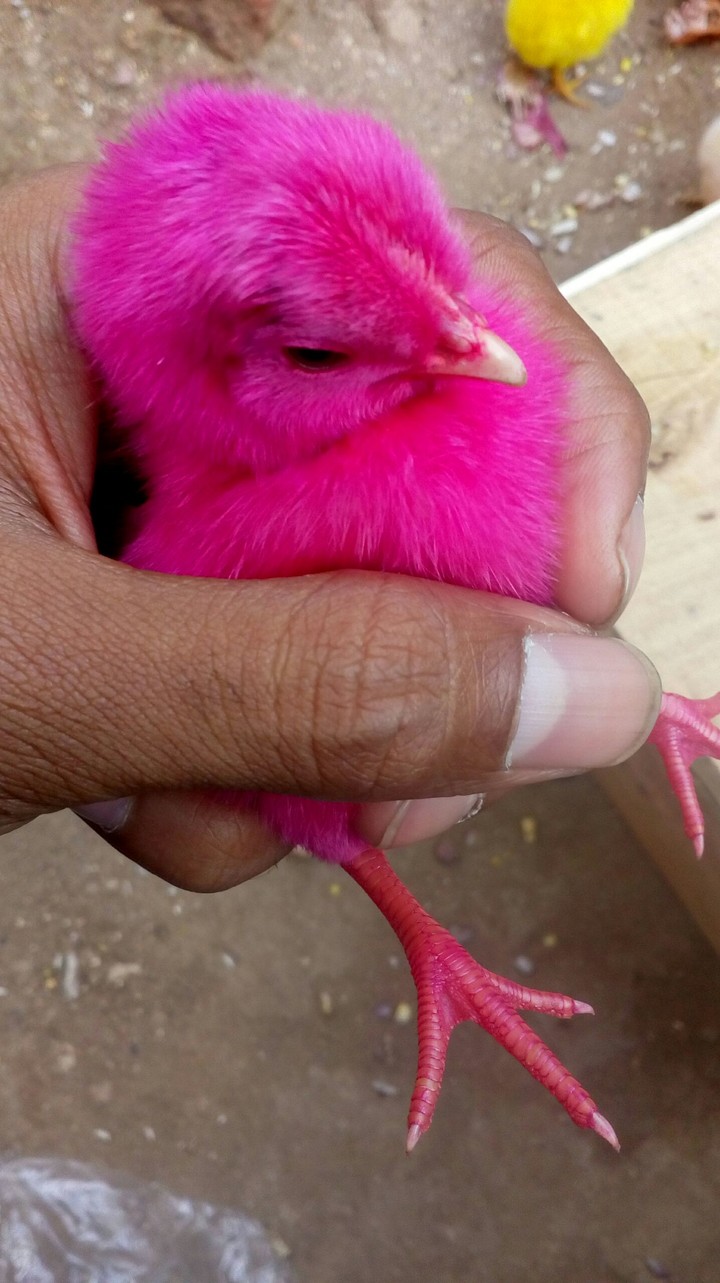 pink chick