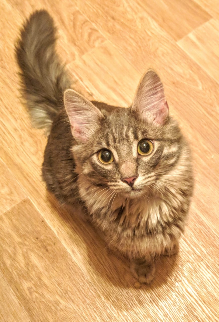 наш котик