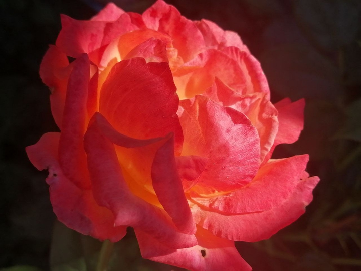 rose