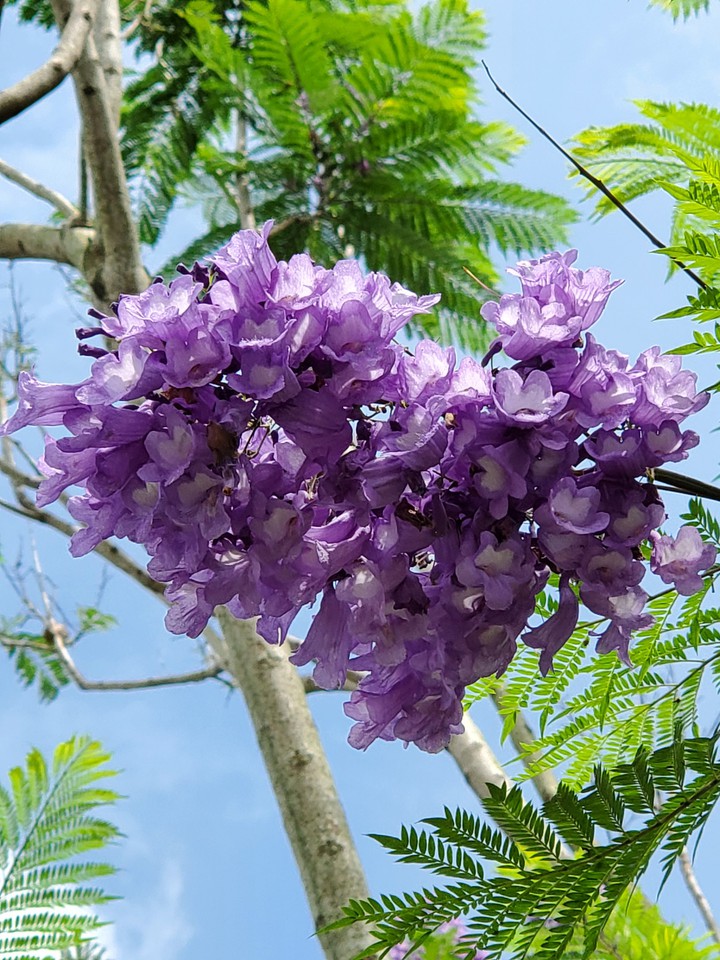 Jacaranda mimosifolia