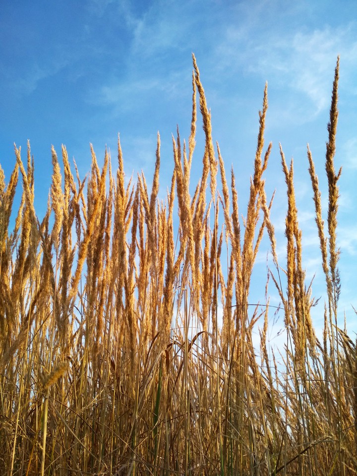 field