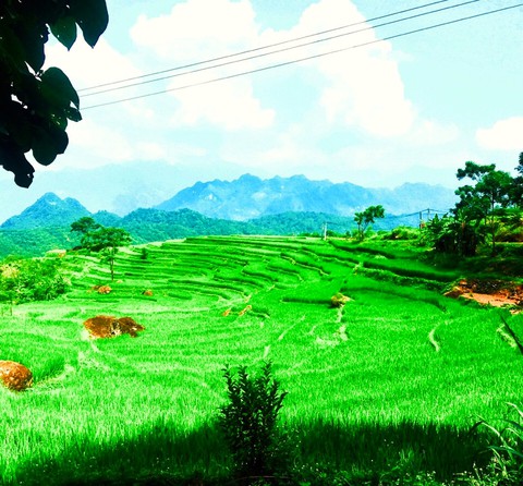 Highlands - Vietnam