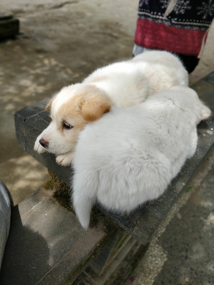 puppies