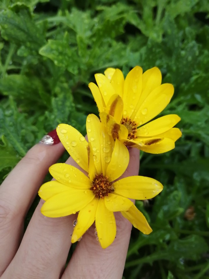 #Yellow