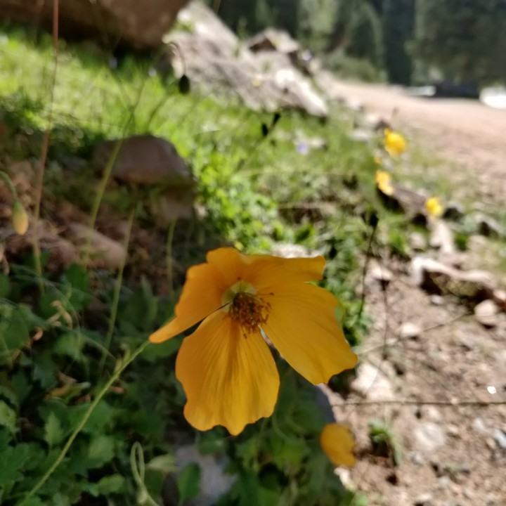 Yellow flower