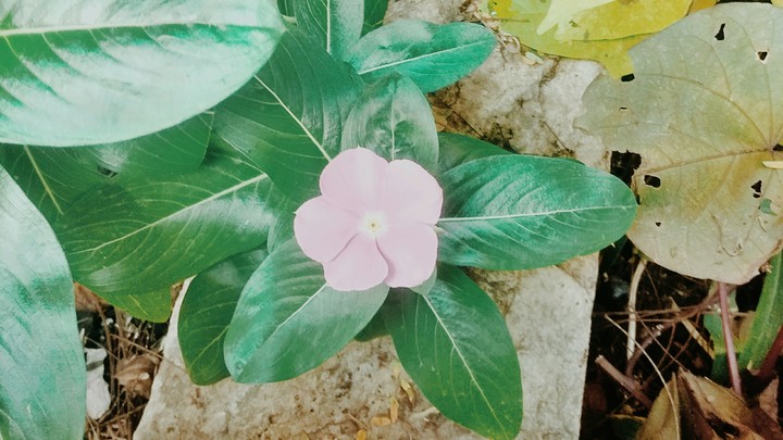 flower