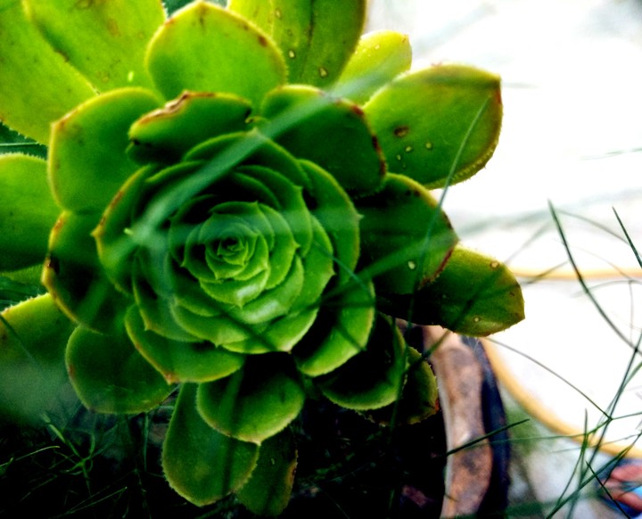 Intricate Designs