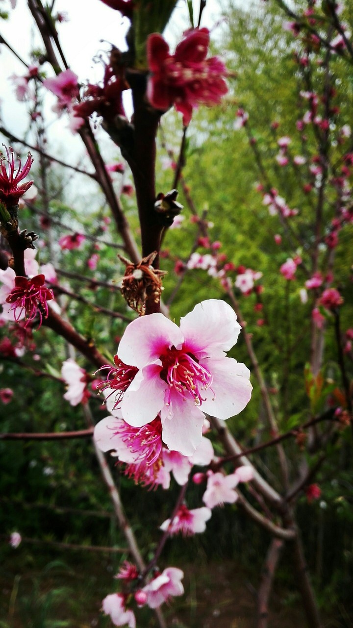 Primavera