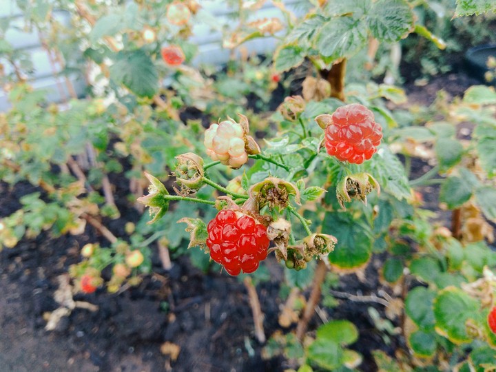 raspberries (малина)