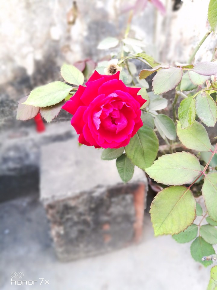 Glory of the Rose