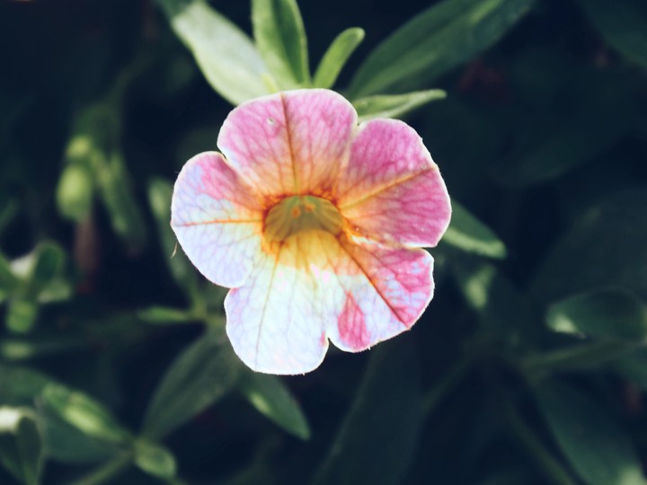 Blume