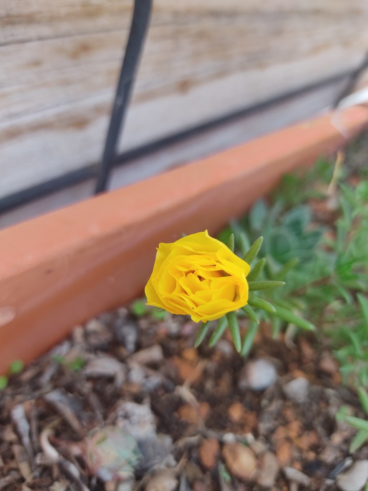flor amarilla