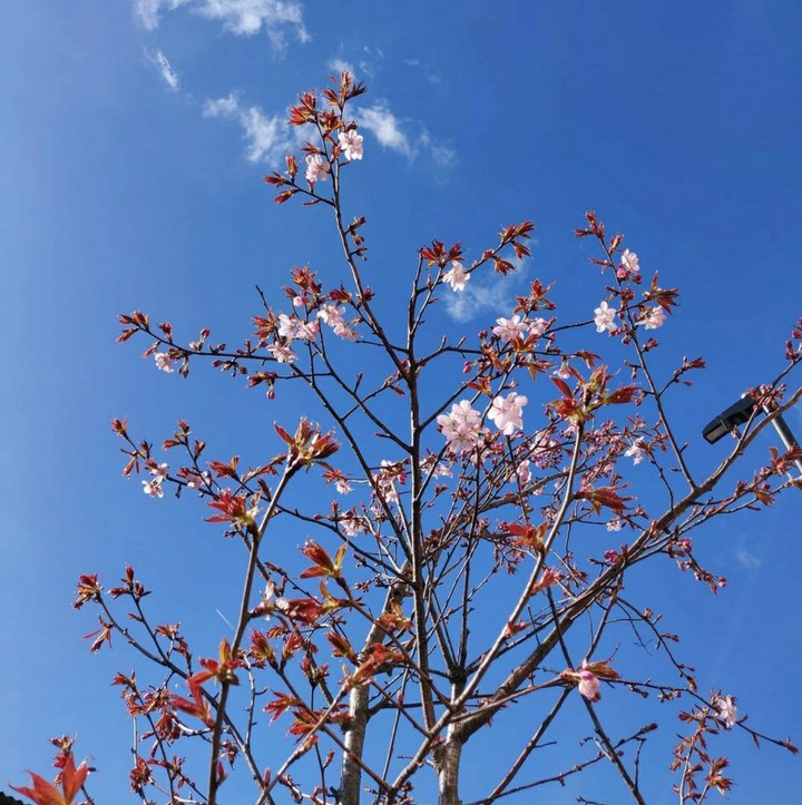 Spring